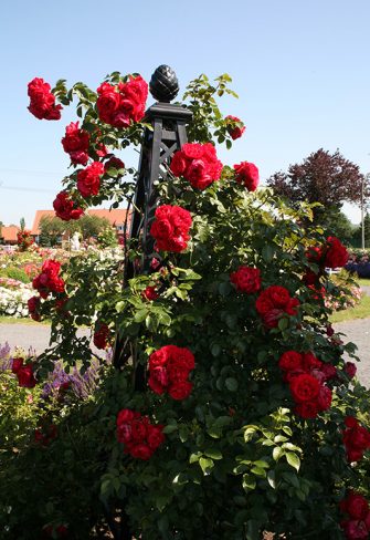 pyramid trellis