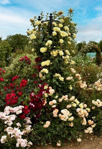 Roses growing happily up the Eltville Tall Garden Obelisk