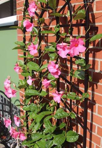 Classic Garden Elements' Small Trompe-l’œil Wall Trellis seen from the side