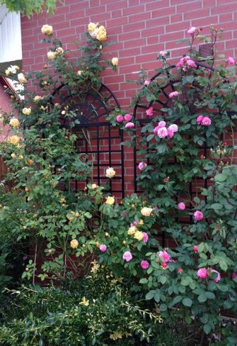 The Treillage Metal Wall Trellis by Classic Garden Elements covered in roses