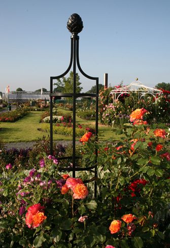 Classic Garden Elements' Garden Obelisk I providing growing support to a 'La Villa Cotta' shrub rose