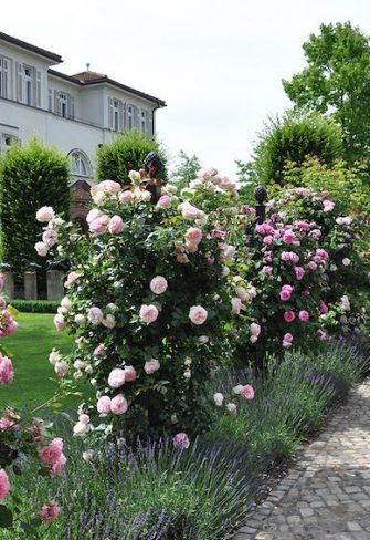 The 'Charleston' Rose Obelisk. Steel, hot dip galvanised & powder coated.