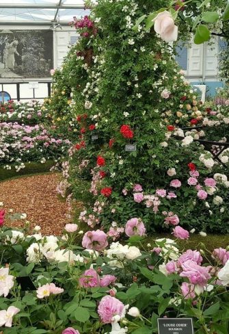 Classic Garden Elements' Buscot Park Wedding Gazebo on the gold-medal-winning Peter Beales Roses stand at Chelsea Flower Show in 2018