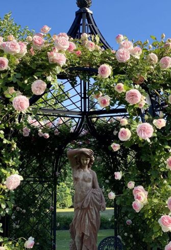 Close-up of roses growing on the Schoenbrunn Wrought-Iron Gazebo by Classic Garden Elements