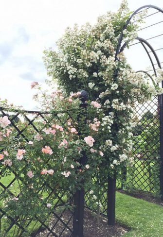 The Speke Hall Wedding Metal Arch – Triple Arch with Railing Panels covered in roses