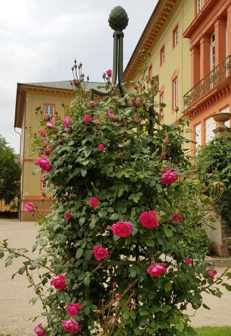 Metal obelisk by Classic Garden Elements in the courtyard garden of Herrnsheim Castle near Worms, covered in climbing rose 'Parade'