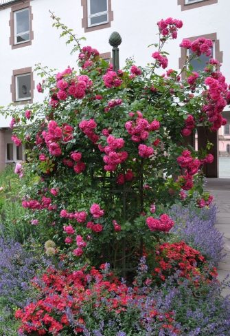 The three-metre-tall Garden Obelisk I by Classic Garden Elements covered in the glorious pink blossom of the ‘Laguna’ climbing rose