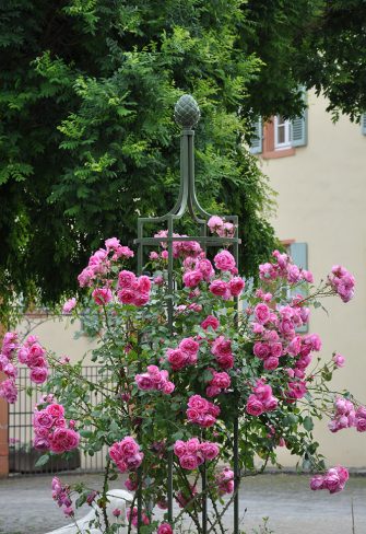 The Garden Obelisk I by Classic Garden Elements with pink roses