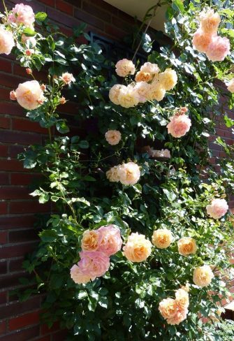 Climbing rose 'Peach Melba' by Kordes growing happily on the Knebworth House Metal Wall Trellis by Classic Garden Elements