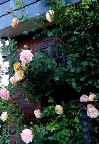 Close-up of climbing rose 'Peach Melba' by Kordes growing happily on the Knebworth House Metal Wall Trellis by Classic Garden Elements