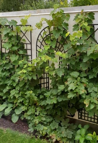 The Croome Treillage Panel Set by Classic Garden Elements covered in grapevines