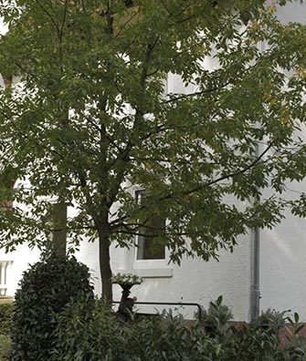 The Houghton Perspective Garden Trellis on a white house façade