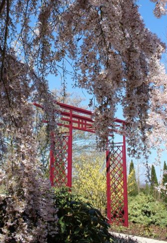 The Torii Japanese Gate by Classic Garden Elements in springtime