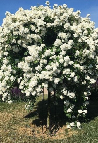 The white blossoms of the rosa moschata hybrid 'Guirlande d'Amour' cascading down the Giverny Rose Umbrella Support by Classic Garden Elements