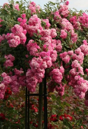 Stunning pink rose 'Super Dorothy' growing happily on the Giverny Rose Umbrella Support by Classic Garden Elements