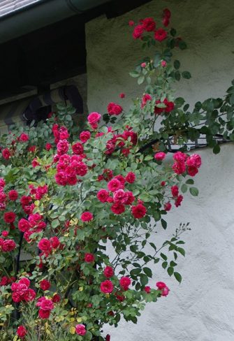 Two Bagatelle Half-Round Garden Arches supporting beautiful 'Super Excelsa' rambling roses