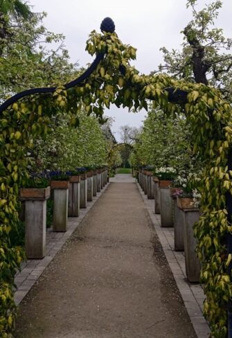 Caucasian ivy (Hedera colchica) 'Sulphur Heart' climbing over metal arch 'Brighton' with planters from Classic Garden Elements