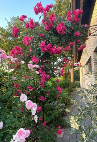 Half-round metal arch covered in 'Laguna' and 'Amadeus' climbing roses