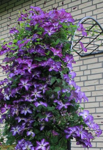 Close-up of a Classic Garden Elements Half-Round Garden Arch Bagatelle covered in Clematis Venosa Violacea