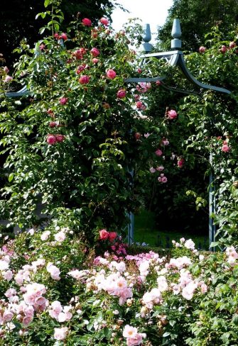 Two blue Brighton Victorian Rose Arches in the rose garden at the Arboretum Ellerhoop, covered in climbing roses