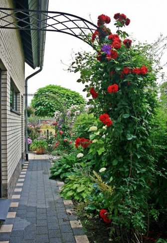 'Amadeus' climbing rose and clematis growing enthusiastically up half-round metal arch