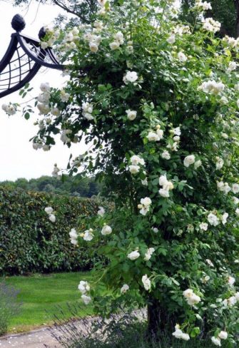 Brighton Victorian Rose Arch by Classic Garden Elements with a white climbing rose, in Kronberg