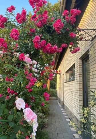 'Laguna' climbing rose growing on one of Classic Garden Elements' half-round arches