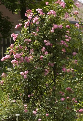 Freestanding Beekman Garden Obelisk by Classic Garden Elements with pink shrub rose