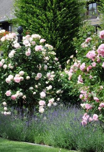 Three metal rose obelisks by Classic Garden Elements with climbing roses and lavender