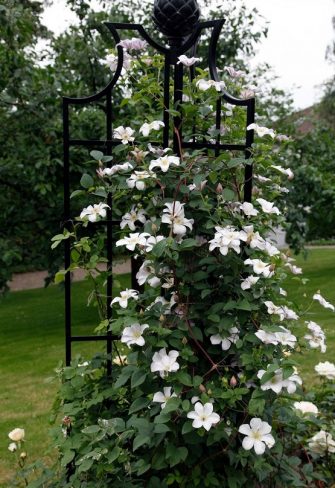 Rose Obelisk II by Classic Garden Elements covered in clematis viticella 'Huldine'