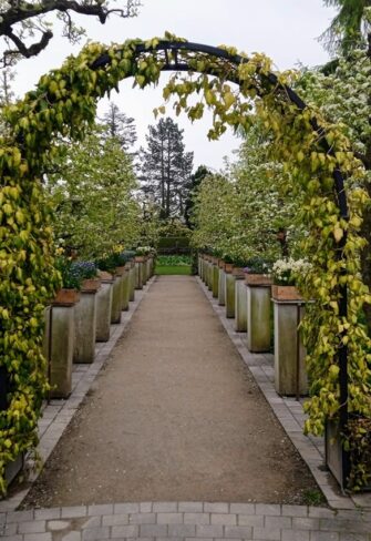 Caucasian ivy (Hedera colchica) 'Sulphur Heart' climbing over metal arch 'Portofino' with planters from Classic Garden Elements