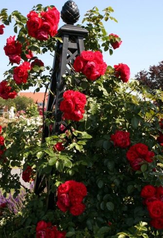 The Malmaison Pyramid Garden Obelisk by Classic Garden Elements, covered in 'Florentina' climbing roses by Kordes