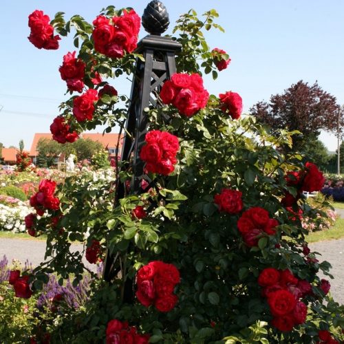 'Malmaison' Metal Pyramid Garden Obelisk: Imperial splendour for roses.