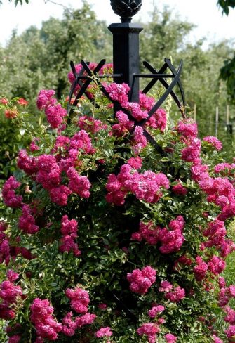 Metal rose obelisk by Classic Garden Elements, covered in rambling rose 'Super Excelsa'