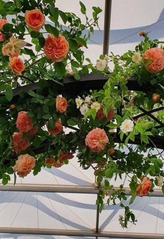 Close-up of the top of the Portofino Romanesque Garden Arch, covered in gorgeous 'Alchymist' climbing roses