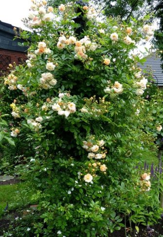 Rambling rose 'Ghislaine de Féligonde' growing enthusiastically up and around the Charleston Rose Obelisk