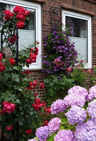 Rose 'Florentina' growing happily up a Beekman Garden Obelisk, with an Espalier Metal Garden Trellis on the house wall in the background