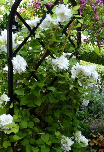 White clematis growing on a Classic Garden Elements Beekman Garden Obelisk