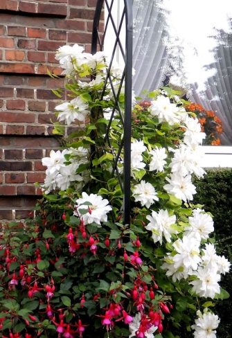 Beekman Garden Obelisk by Classic Garden Elements covered in clematis in front of a brick house wall