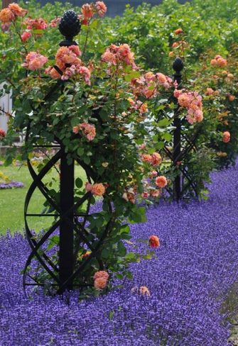 Charleston Rose Obelisks along the Rhine promenade in Worms, surrounded by lavender