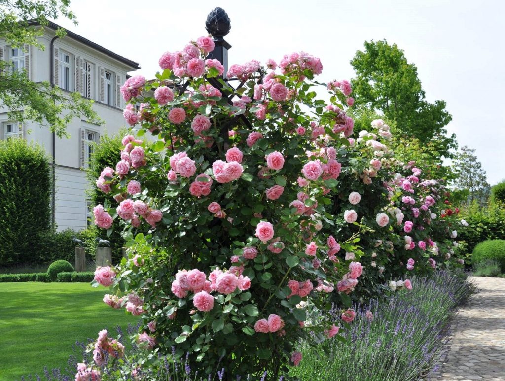 The 'Charleston' Rose Obelisk. Steel, hot dip galvanised & powder coated.