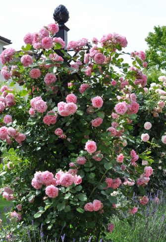 The Charleston Rose Obelisk with pine-cone finial taming a beautiful 'Mamma Mia' rose by Poulsen