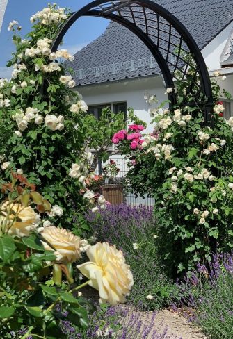 Portofino Romanesque Garden Arch by Classic Garden Elements in a front garden, covered with climbing rose 'Claire Austin'