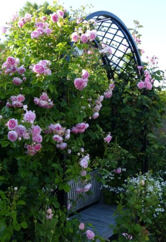 Romanesque rose arch 'Portofino' by Classic Garden Elements and climbing rose 'Jasmina'