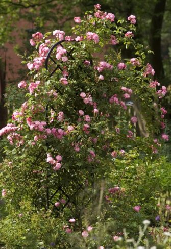 Rose 'Bonica' on the metal trellis 'Beekman' from Classic Garden Elements in the Kreislehrgarten Steinfurt near Münster