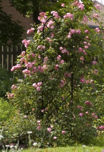 Rose 'Bonica' by Meilland leans romantically against the trellis 'Beekman' by Classic Garden Elements