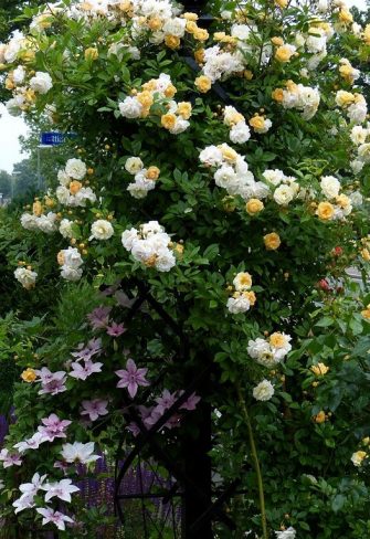 'Ghislaine de Féligonde' rose entwined with a 'Pink Fantasy' clematis on the Charleston Rose Obelisk by Classic Garden Elements