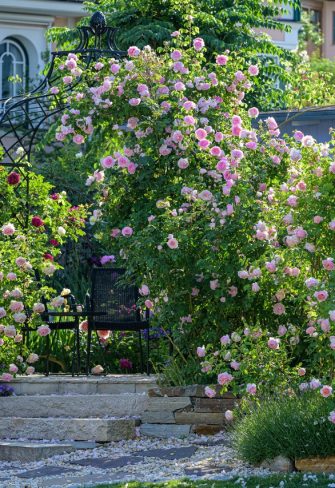 A Classic Garden Elements Charleston Rose Obelisk in front of a Kiftsgate Gazebo, featuring English roses by David Austin