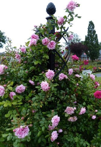 Charleston rose column from Classic Garden Elements with climbing rose Sweet Laguna