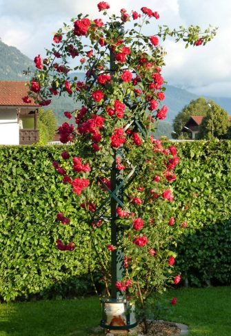 A bespoke Charleston Rose Obelisk mounted on a tree stump and covered in red roses